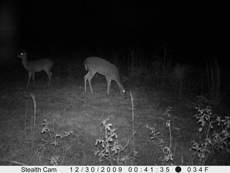 Deer Pictures